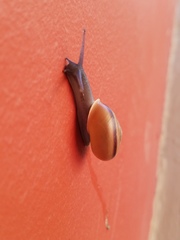 Cahuillus indioensis