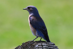 Sialia mexicana