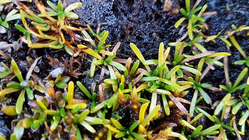 Abrotanella fertilis (Abrotanella fertilis)