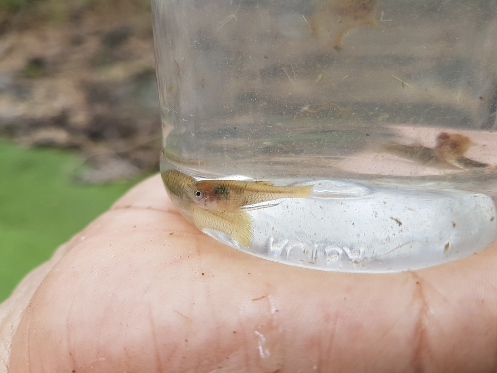 Viriosa-tandkarper (Poeciliopsis viriosa) — Poeciliidae