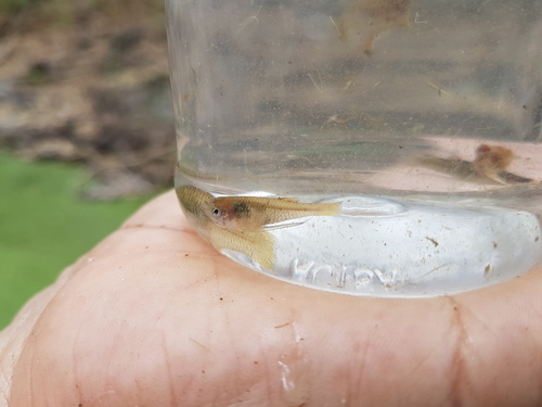 Lerma livebearer (Poeciliopsis viriosa) — Poeciliidae