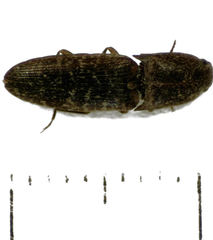 Monocrepidius submarmoratus