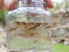 Poeciliopsis viriosa