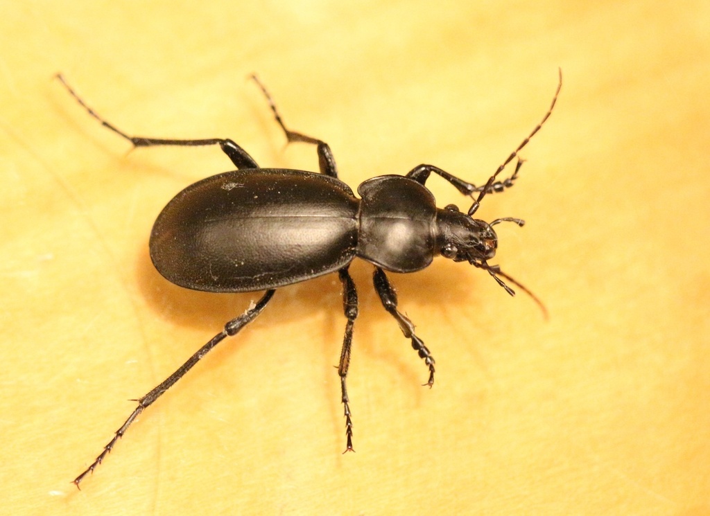Carabus impressus