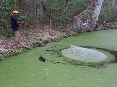 Poeciliopsis viriosa