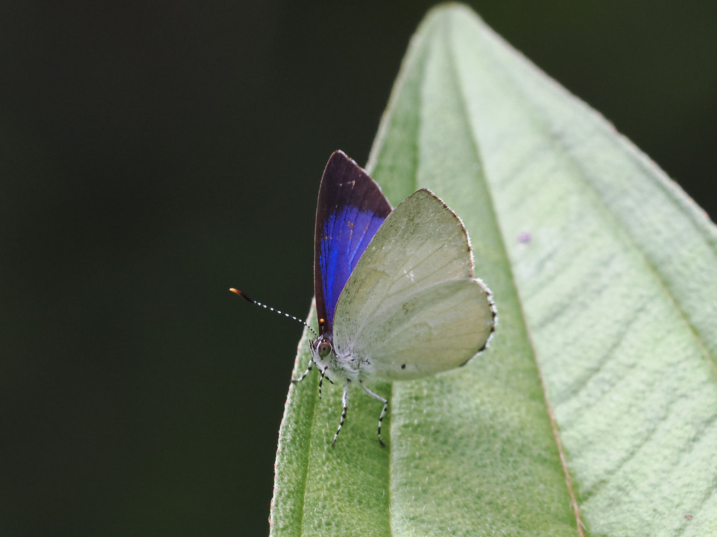Philiris agatha (Philiris agatha)