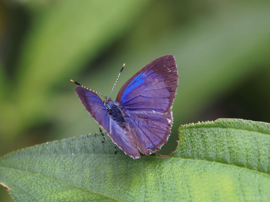 Philiris agatha