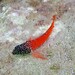 Small Triplefin Blenny - Photo (c) keithbroomfield, some rights reserved (CC BY-NC)