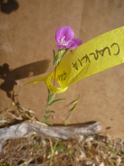 Clarkia gracilis gracilis