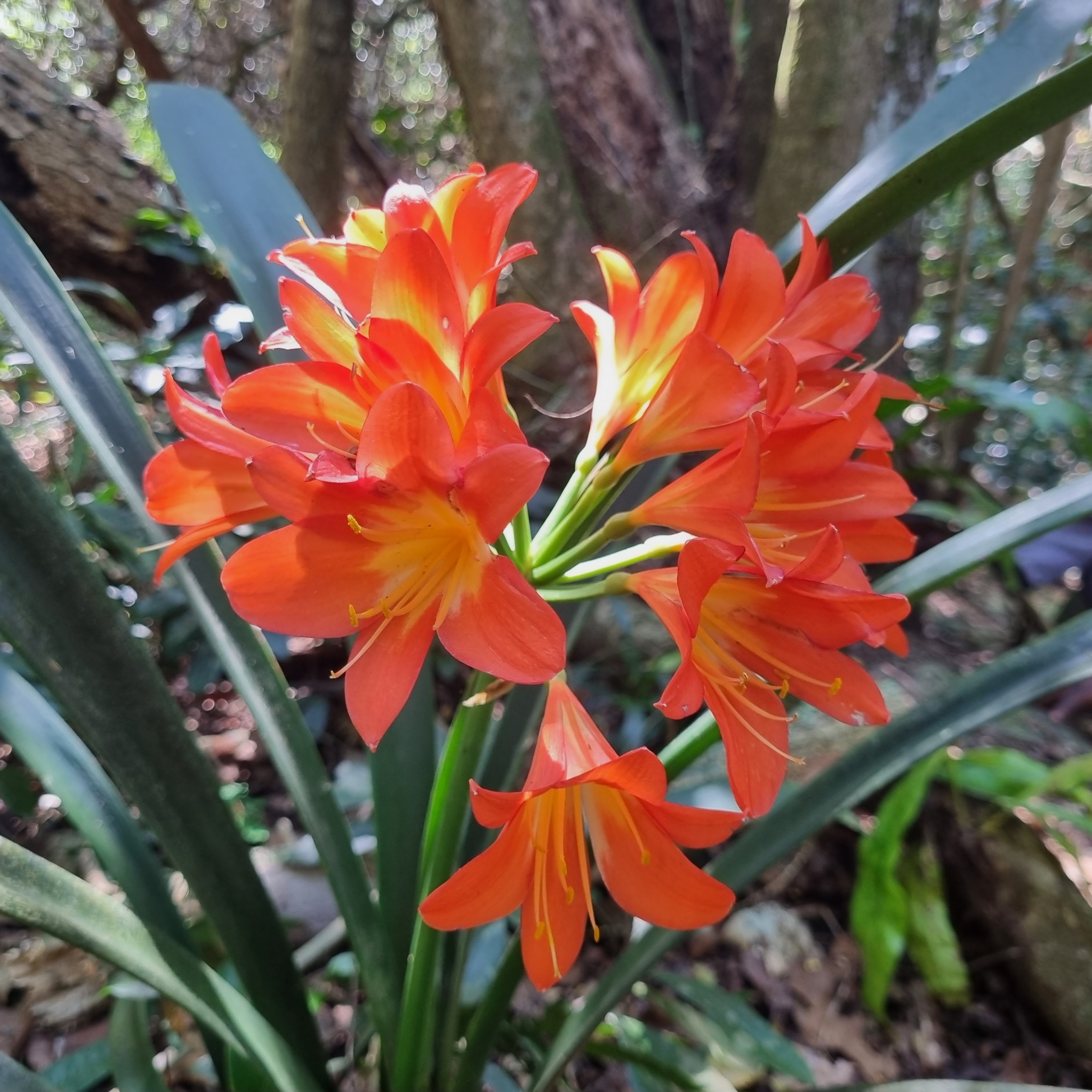 Clivia miniata