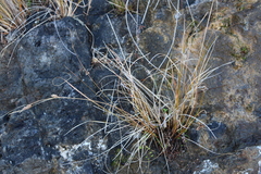 Carex litorosa