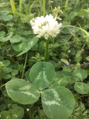 Trifolium repens