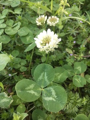 Trifolium repens