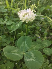 Trifolium repens