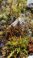 Aciphylla monroi