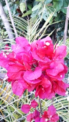 Bougainvillea