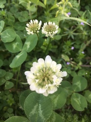 Trifolium repens