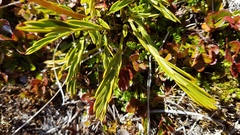 Aciphylla monroi