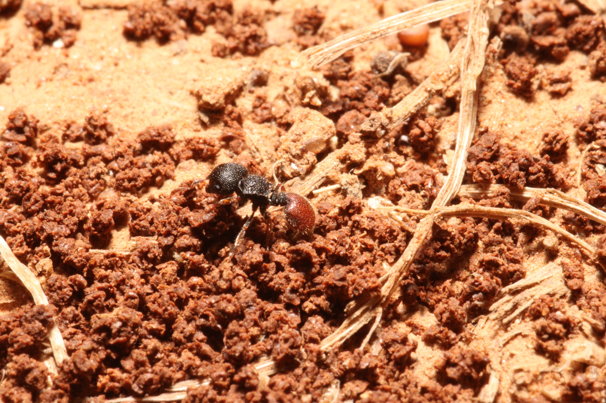 Meranoplus taurus