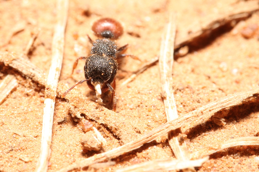 Meranoplus taurus