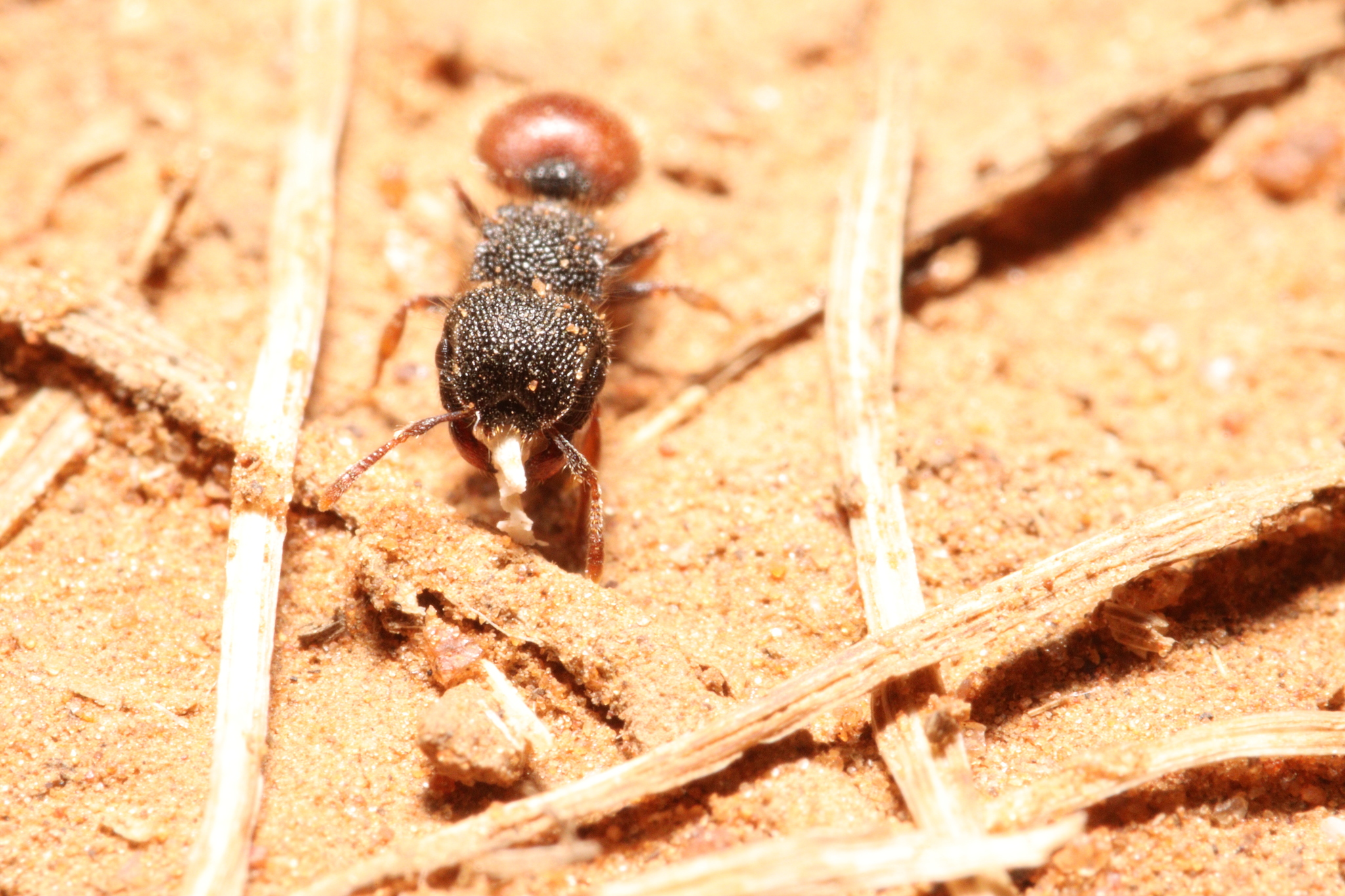 Meranoplus taurus