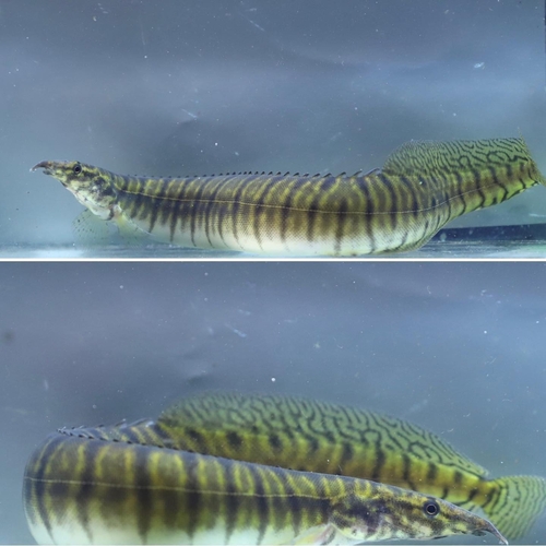 Burmese spiny eel (Macrognathus zebrinus) — Mastacembelidae — 4