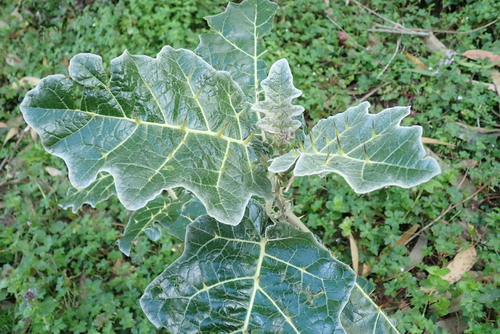 white-margined nightshade