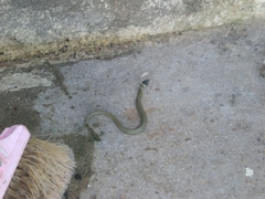 Natrix astreptophora