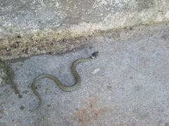 Natrix astreptophora