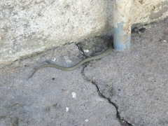 Natrix astreptophora