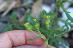 Senecio carnosulus