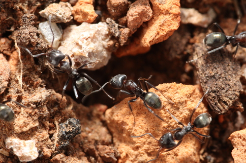Iridomyrmex viridigasterIridomyrmex viridigaster