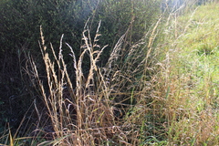 Arrhenatherum elatius elatius