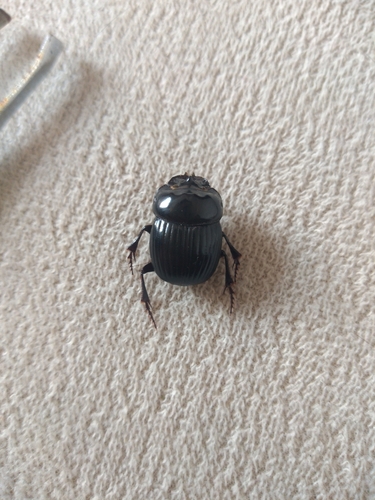 Holocephalus sculptus