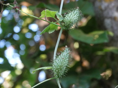 Cyclanthera dissecta