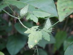 Cyclanthera dissecta