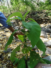Solanum axillifolium