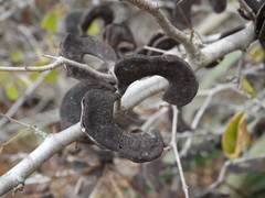 Microlobius foetidus
