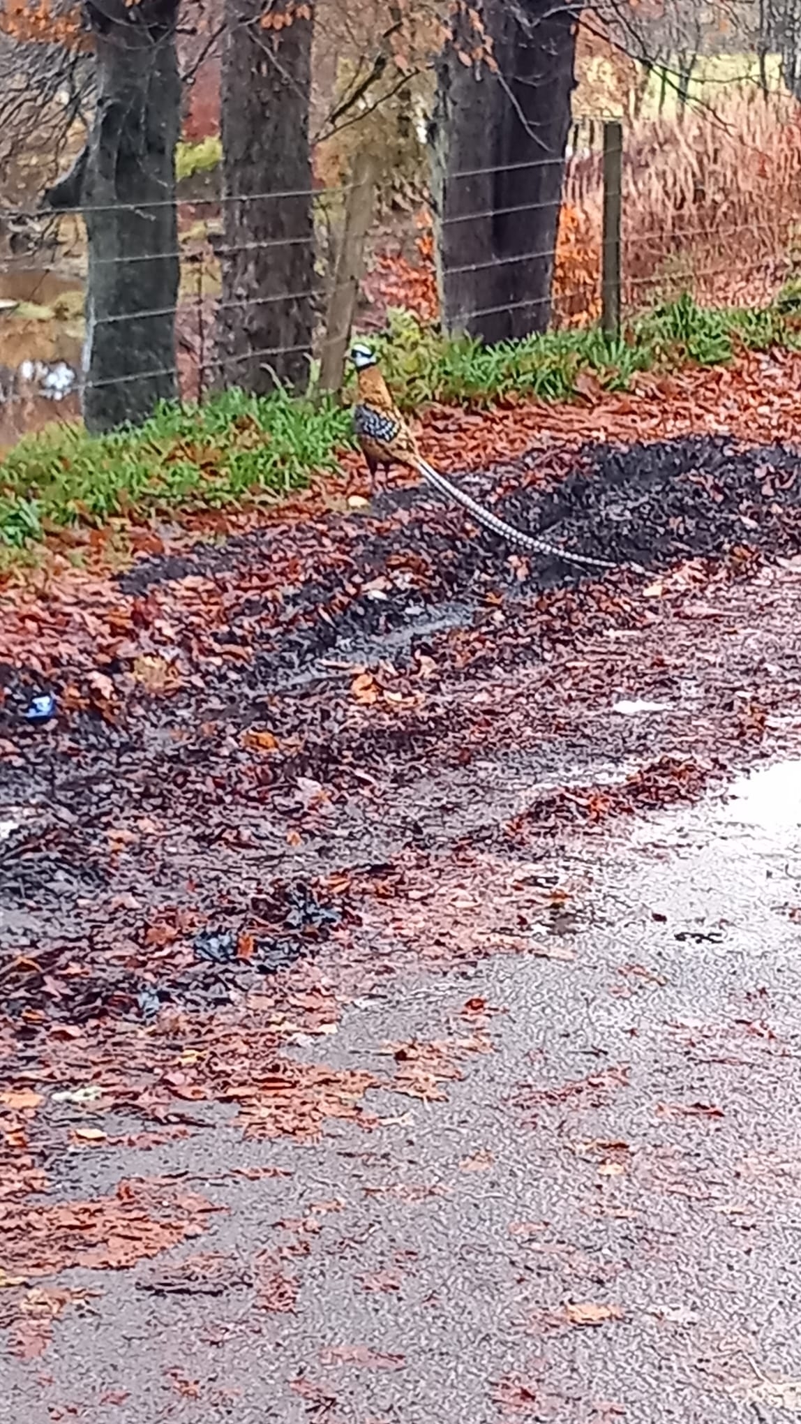 Reeves's Pheasant