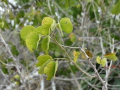Microlobius foetidus