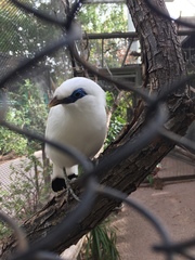 Leucopsar rothschildi