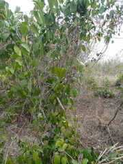 Adenocalymma inundatum