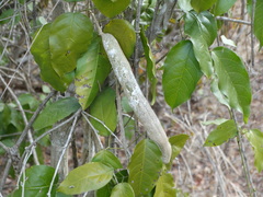 Adenocalymma inundatum