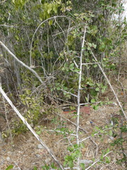 Condalia mexicana