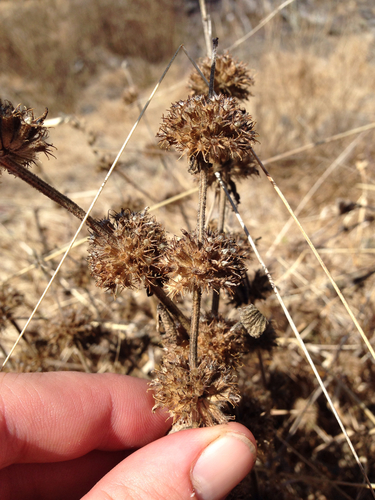 Marrubium vulgare observed 2016-04-05