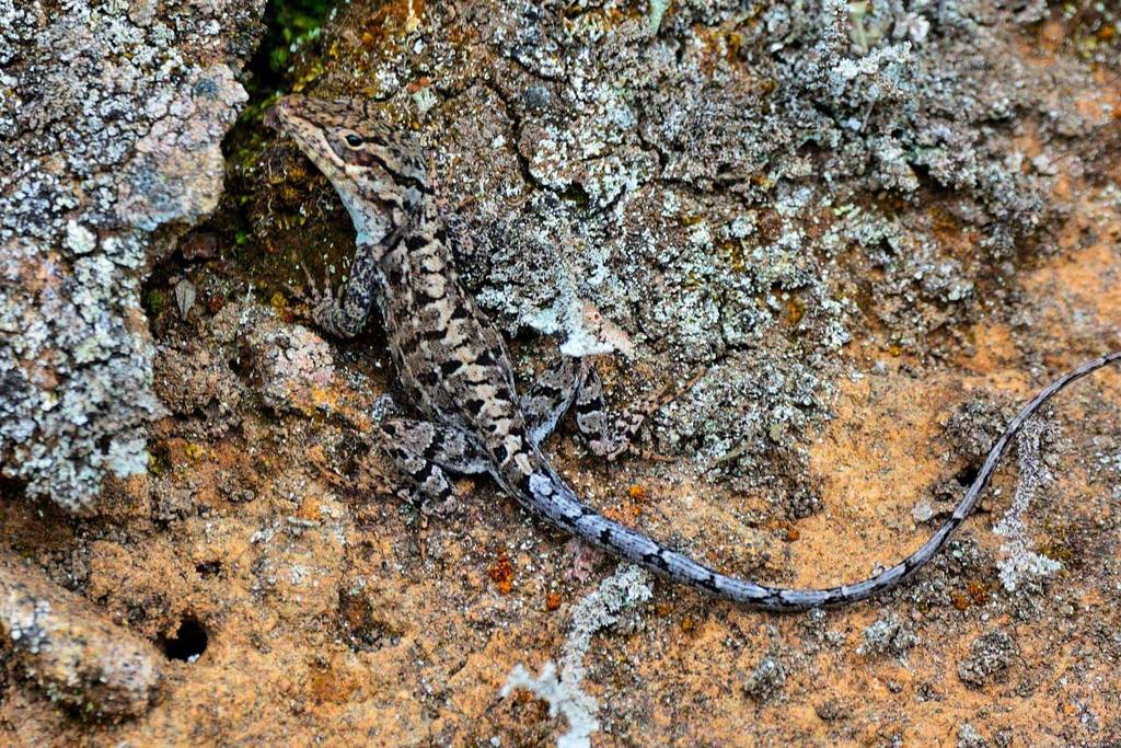Shreve's Anole