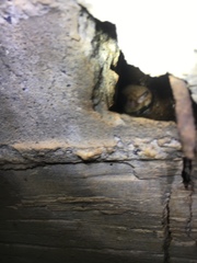 Myotis austroriparius