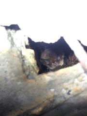 Myotis austroriparius
