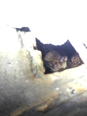 Myotis austroriparius