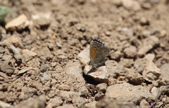 Pseudolucia chilensis
